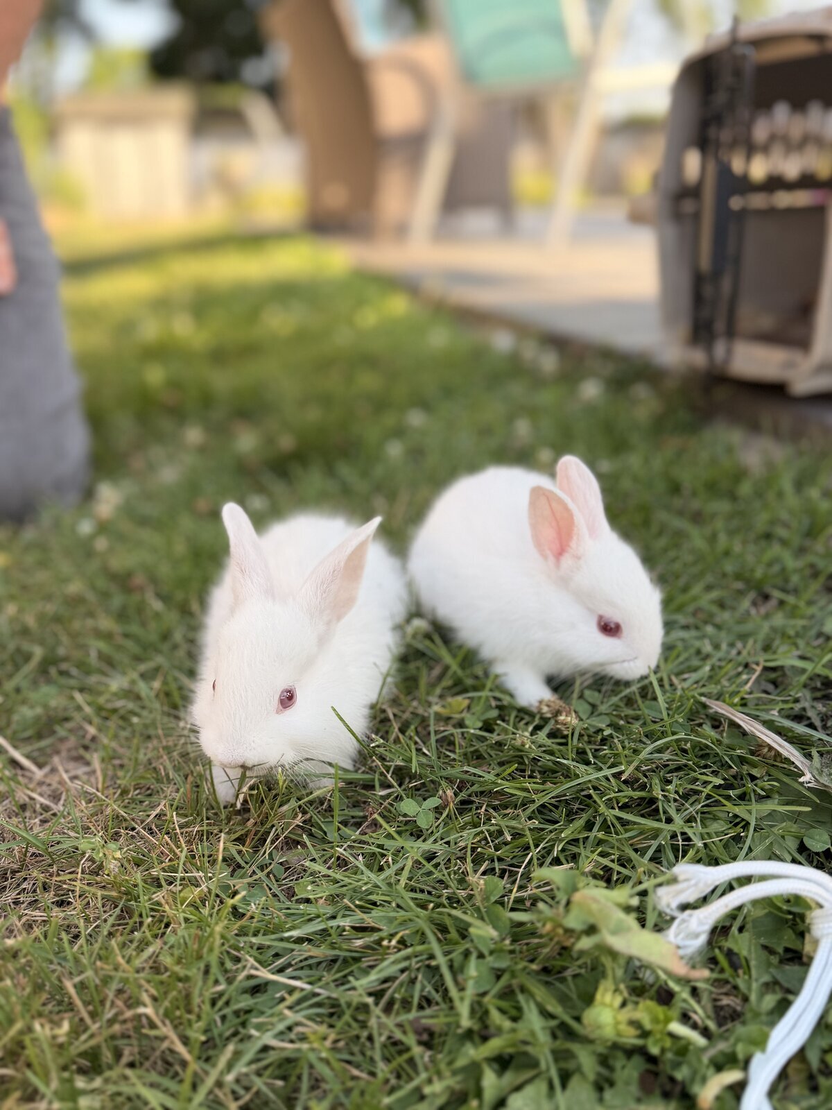 Gentle Rabbits