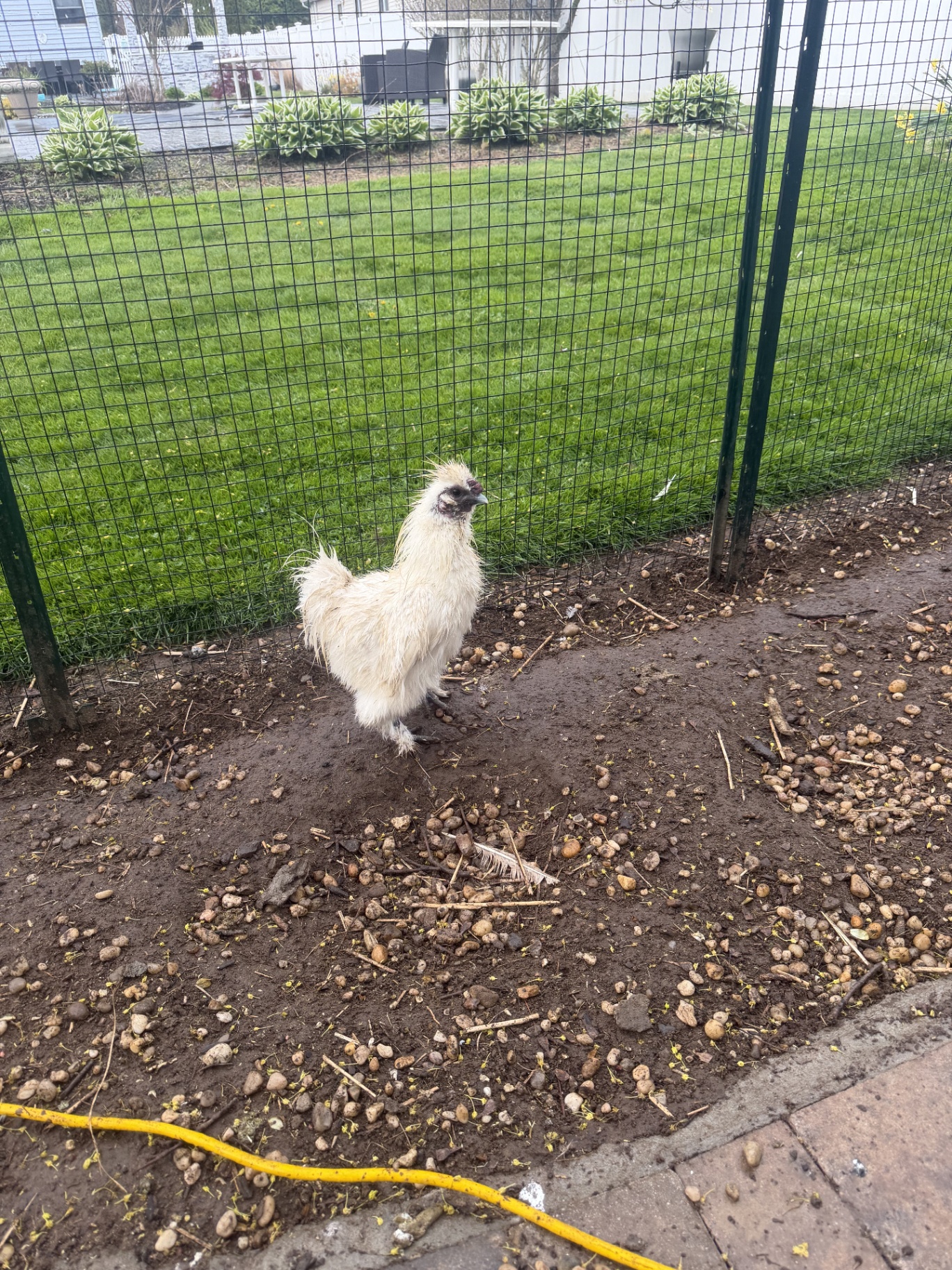 Fluffy Silkie Chickens