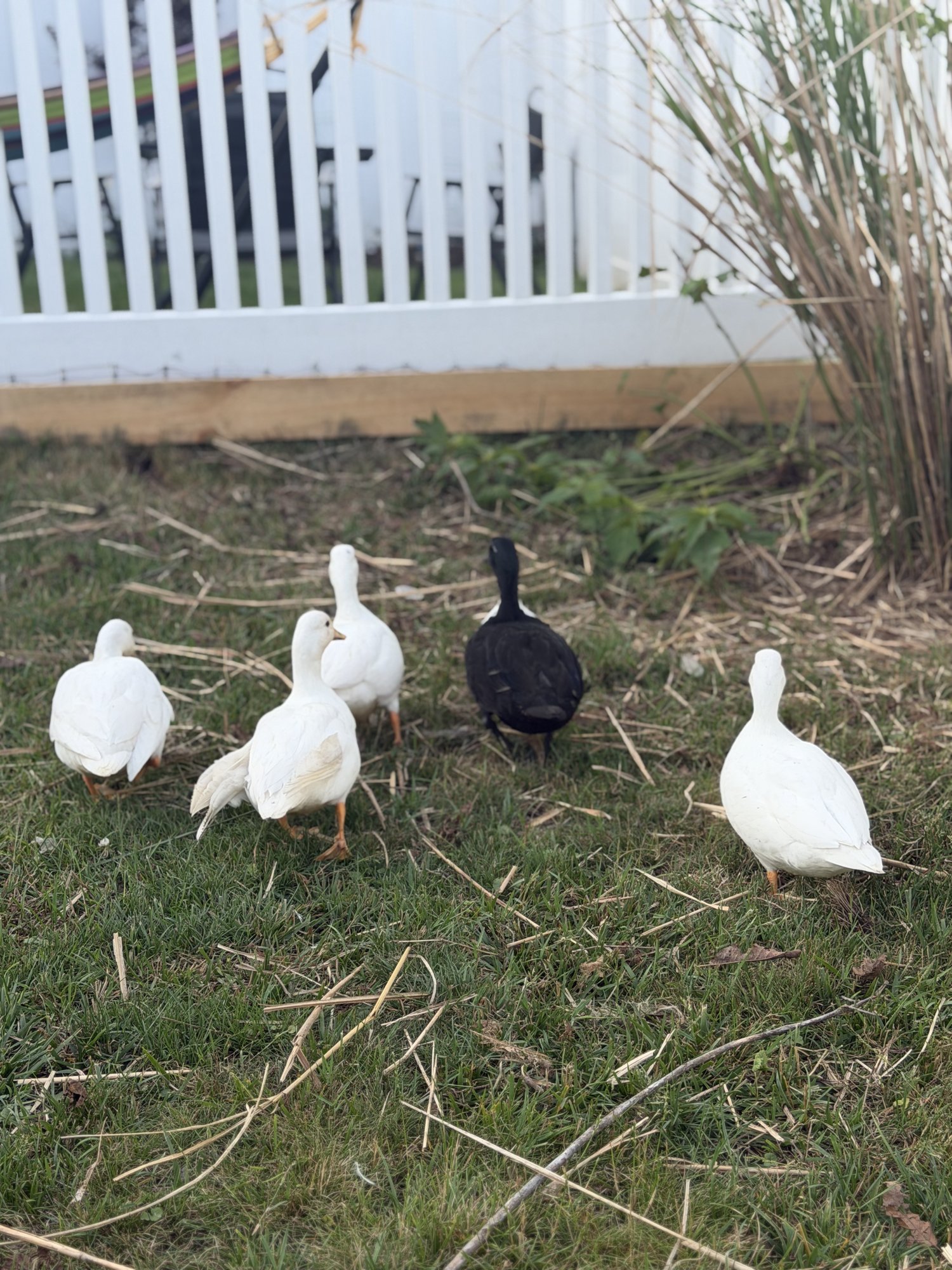 Video: kids meeting the farm animals