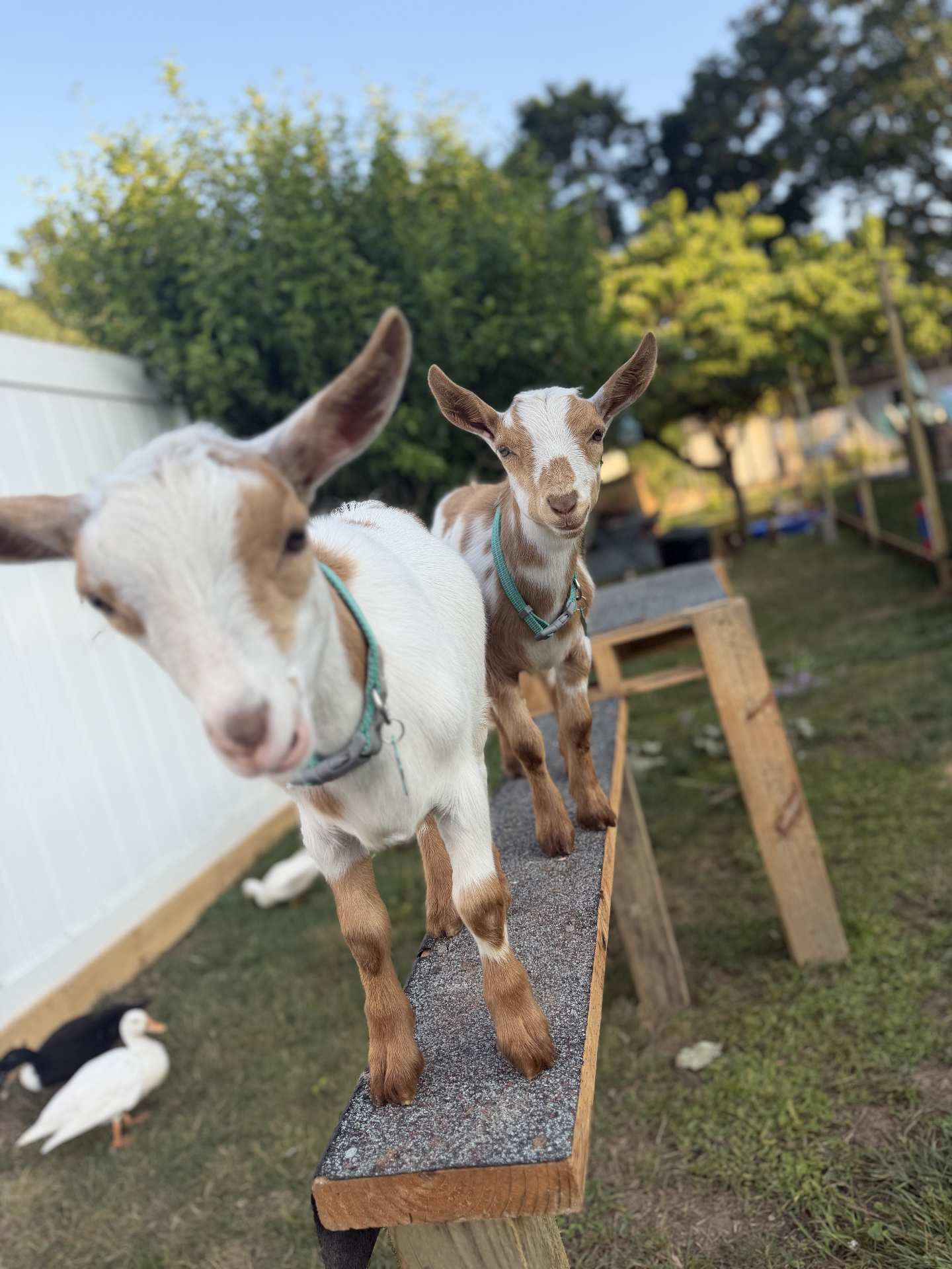Dusty & Junior