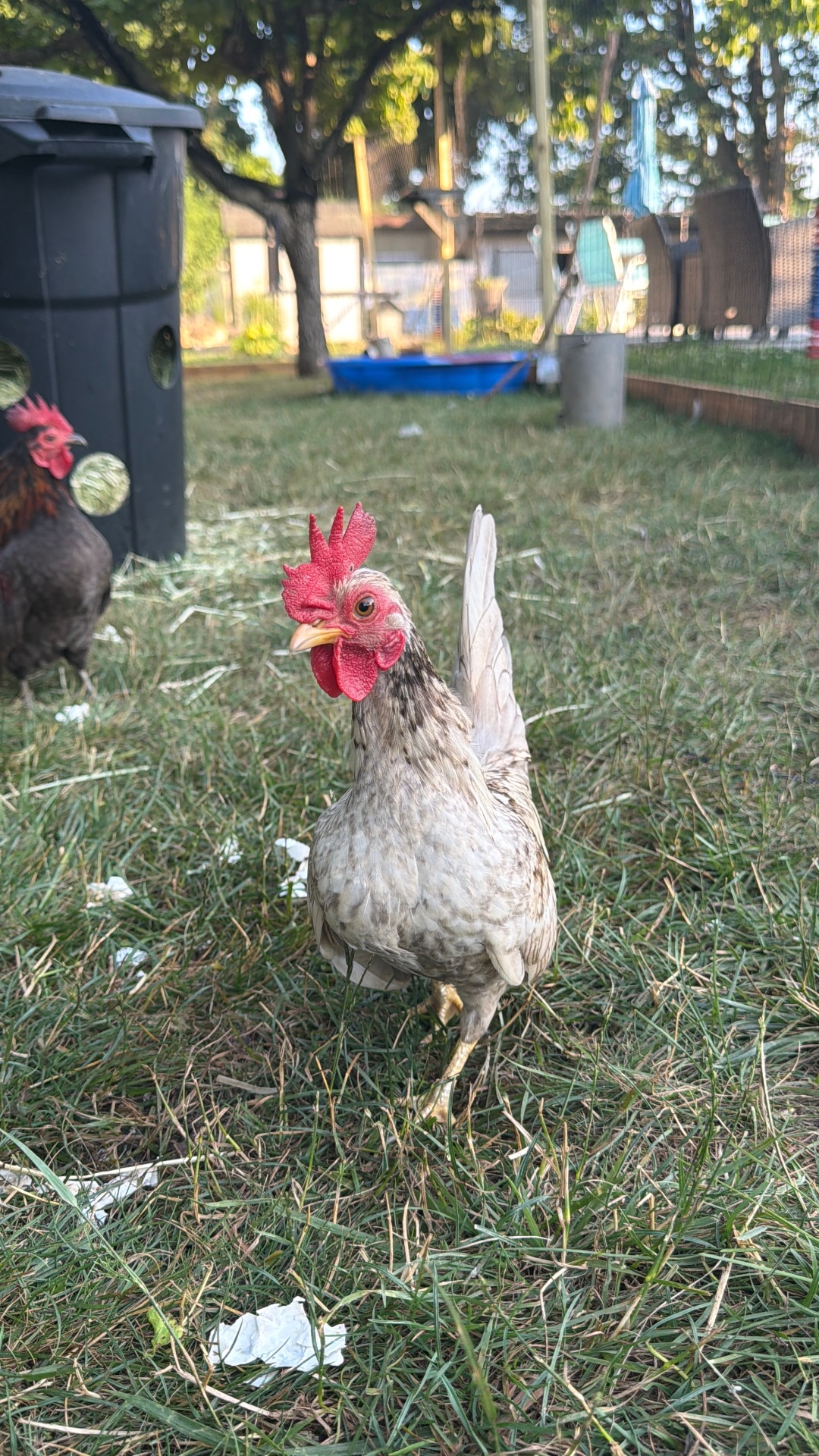 Tiny Serama Chickens
