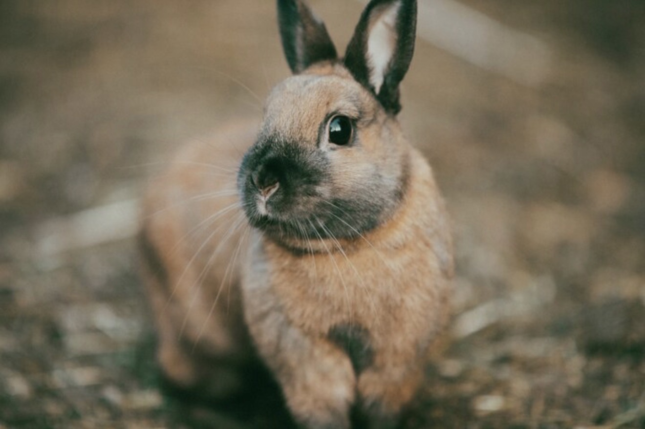 Gentle Rabbits