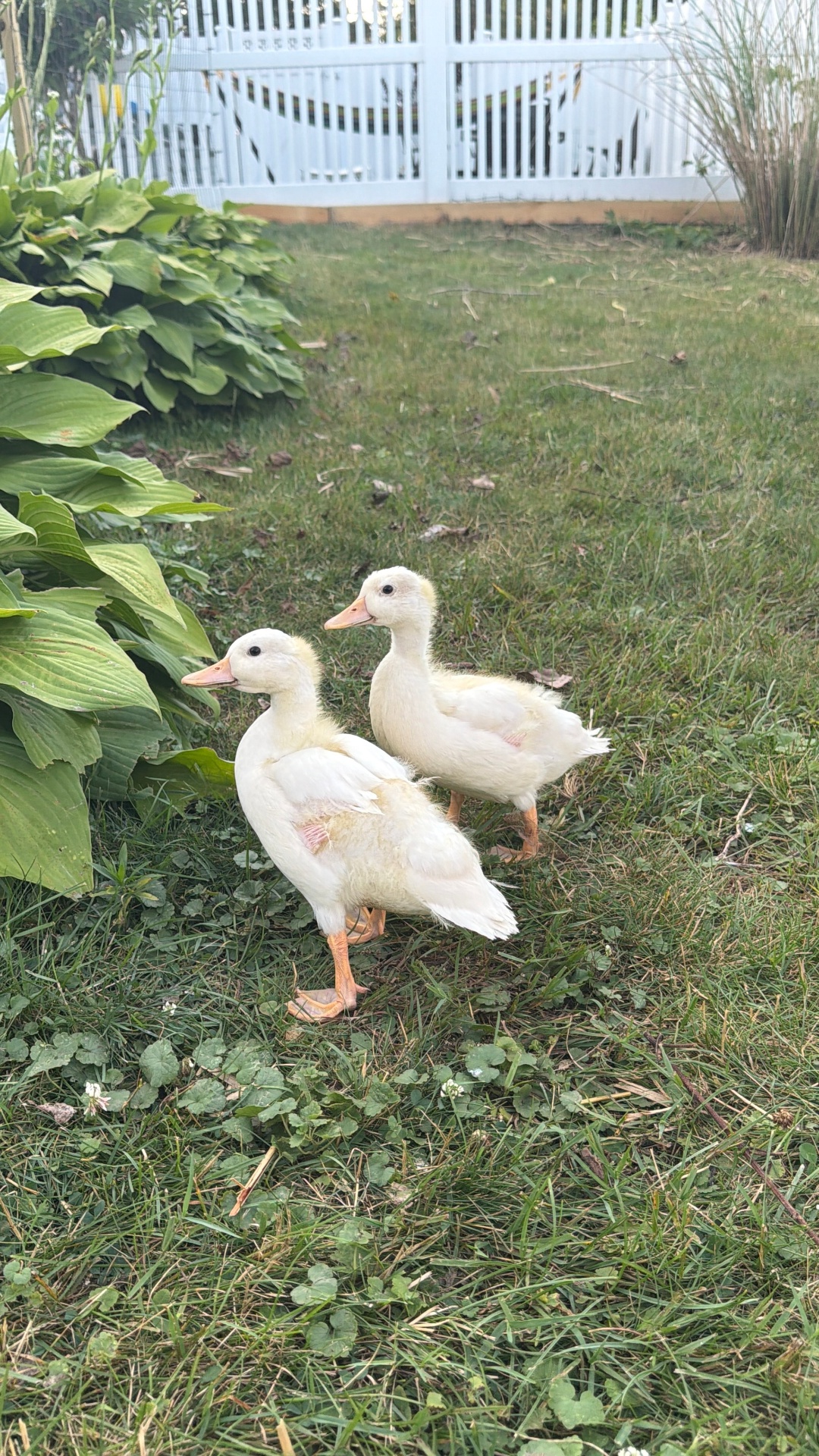 Miniature Call Ducks